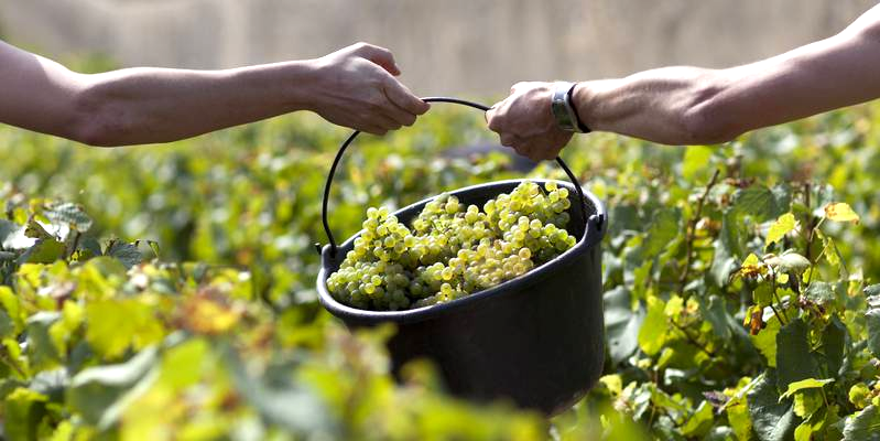 Vendange 2015 à Saint-Peray